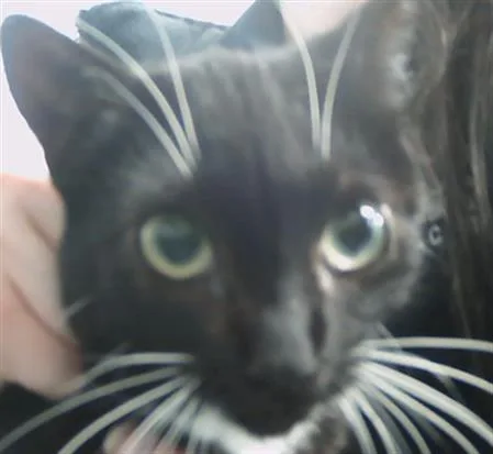 A young small-sized female Domestic Short Hair cat named Kuromi for adoption in Charlotte, NC