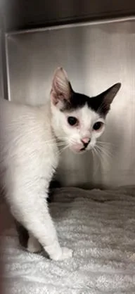A young small-sized female Domestic Short Hair cat named Samantha for adoption in San Antonio, TX