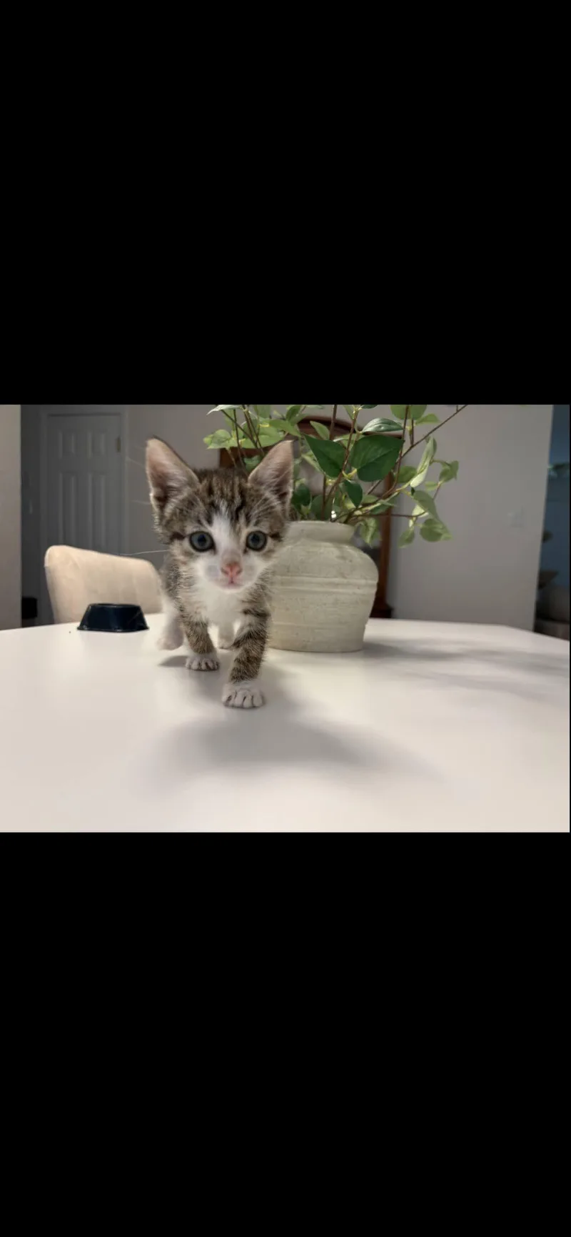 A baby medium-sized female Tabby (Brown / Chocolate) Domestic Short Hair cat named Dumpling for adoption in Arlington, TX