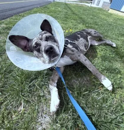 An adult large-sized female Pit Bull Terrier dog named Dior for adoption in Washington, DC