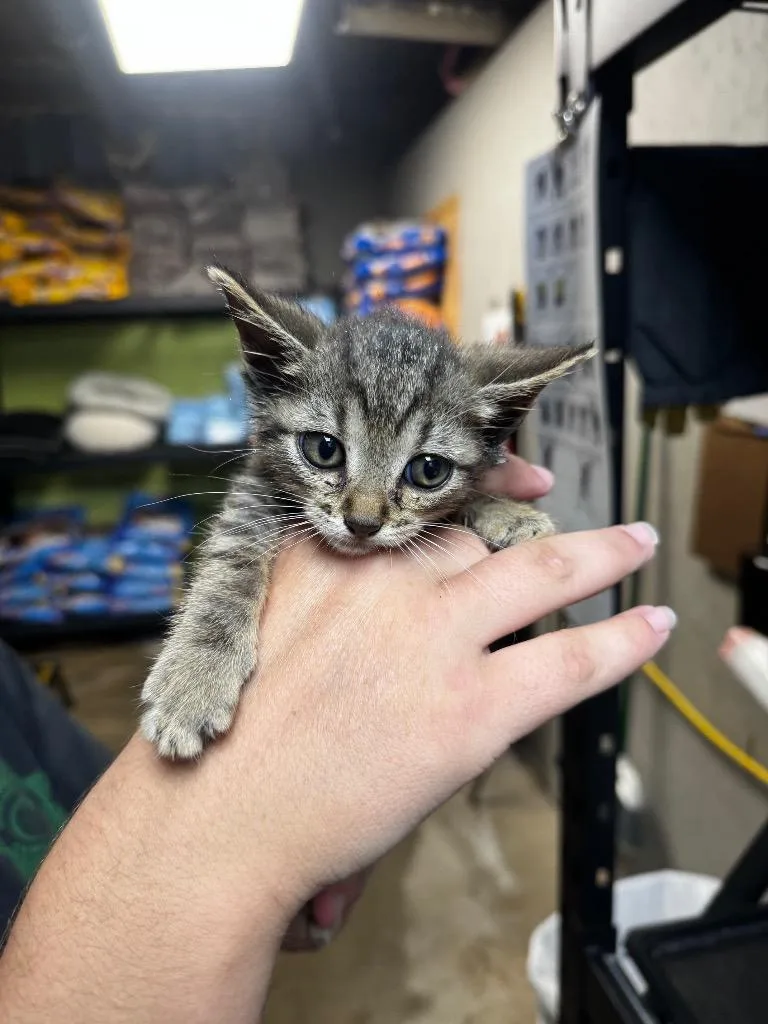 A baby medium-sized male Domestic Short Hair cat named Bob for adoption in Shelbyville, TN