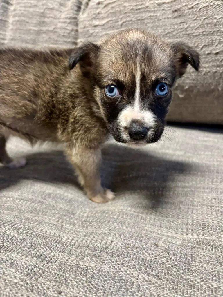 A baby medium-sized female Husky dog named Rue for adoption in New Bern, NC