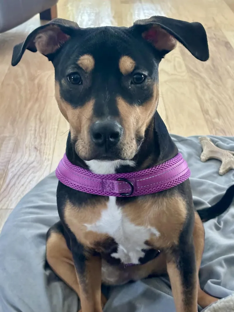 Maxi  Now Known thumbnail 4