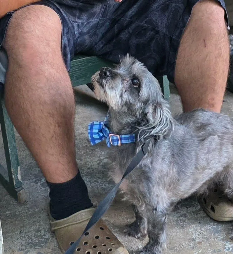 A senior small-sized male Miniature Schnauzer dog named Chester for adoption in Hayesville, NC