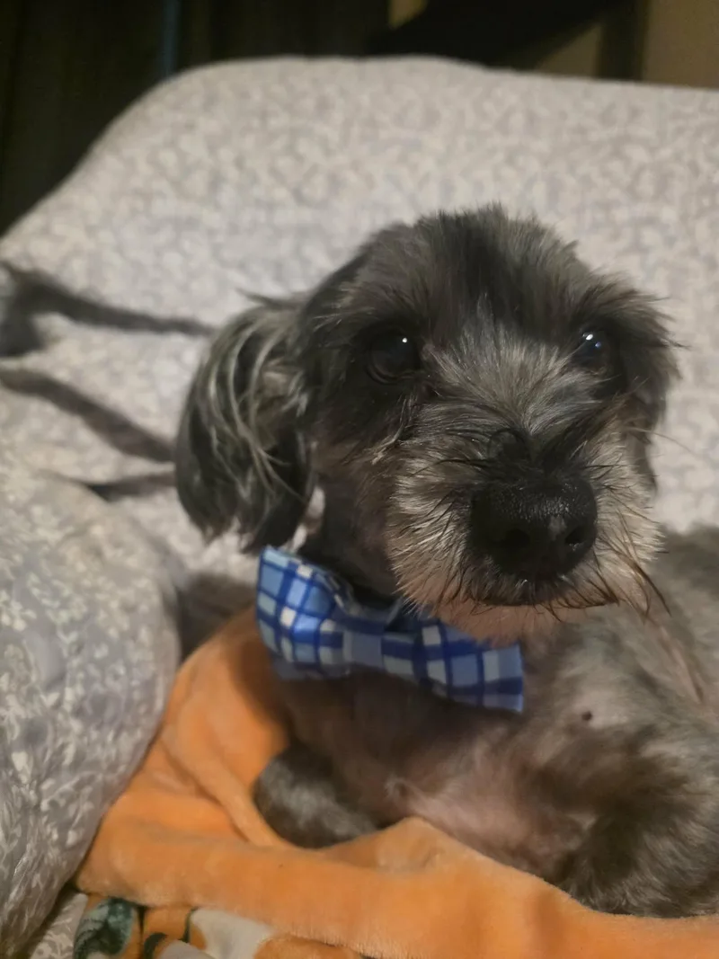 Chester thumbnail 5