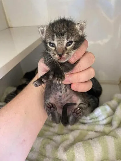 Meowzart