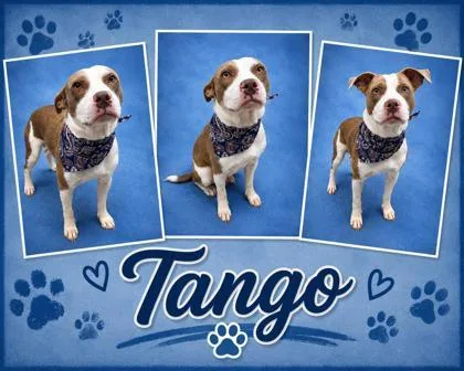 A young small-sized male Pit Bull Terrier dog named Tango for adoption in Seagoville, TX