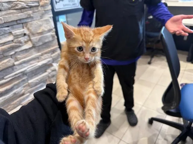 A baby small-sized female Domestic Short Hair cat named Veneer for adoption in Garland, TX