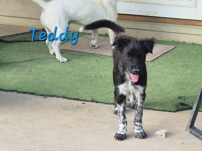 A young medium-sized male Collie dog named Teddy for adoption in Rutledge, TN