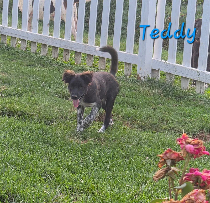 Teddy thumbnail 2
