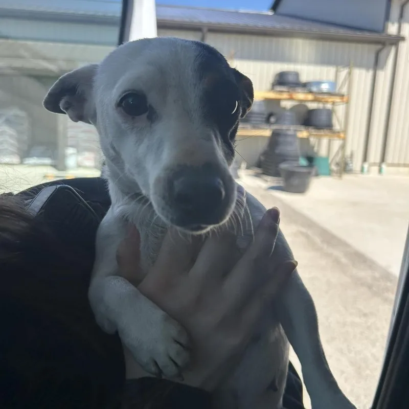 An adult small-sized female White / Cream Jack Russell Terrier dog named Sylvia for adoption in Bristol, IN