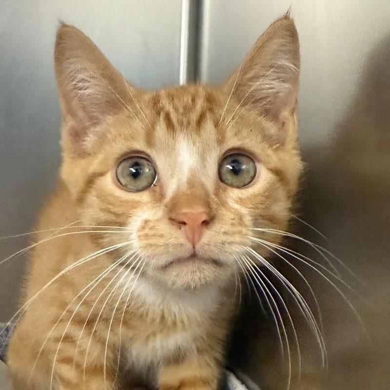 A baby small-sized male Orange / Red Domestic Short Hair cat named Ricky for adoption in Perkiomenville, PA