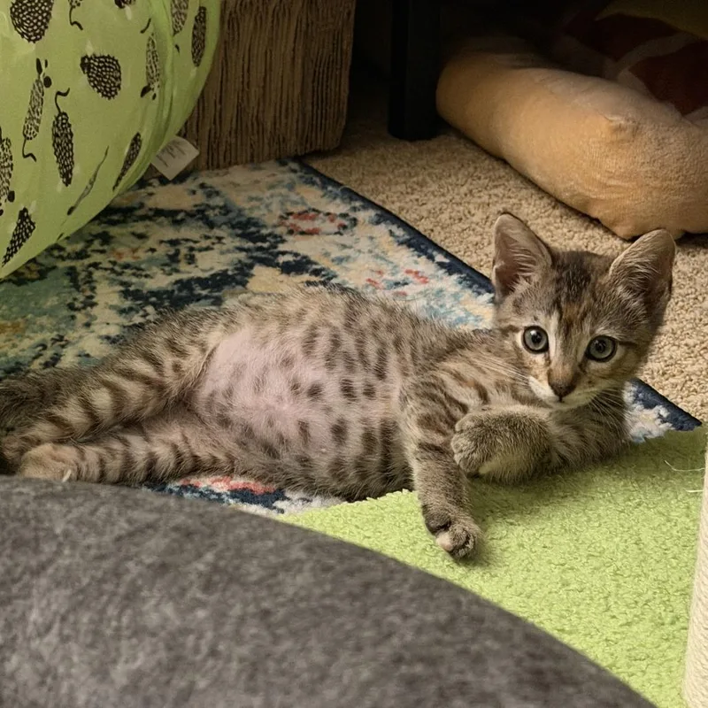 A baby small-sized female Torbie Domestic Short Hair cat named Dot for adoption in Pleasanton, CA