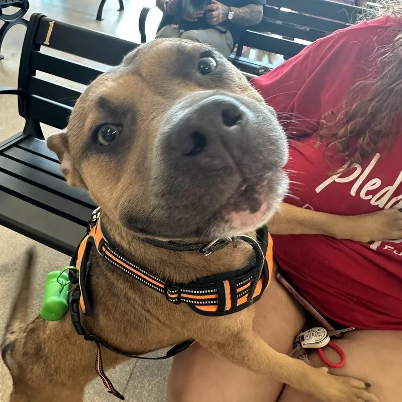 An adult medium-sized female Yellow / Tan / Blond / Fawn Mixed Breed dog named Sprinkles for adoption in Philadelphia, PA