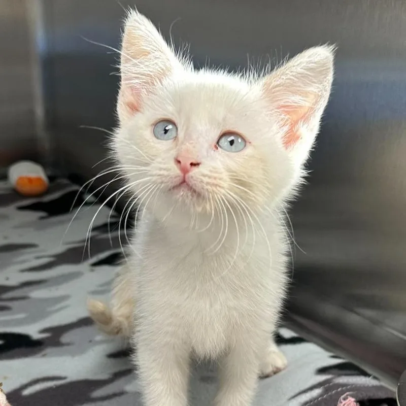 A baby small-sized male Flame Point Domestic Short Hair cat named Blaze for adoption in Naperville, IL