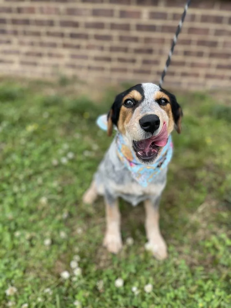 Pearl  Cavatappi thumbnail 2