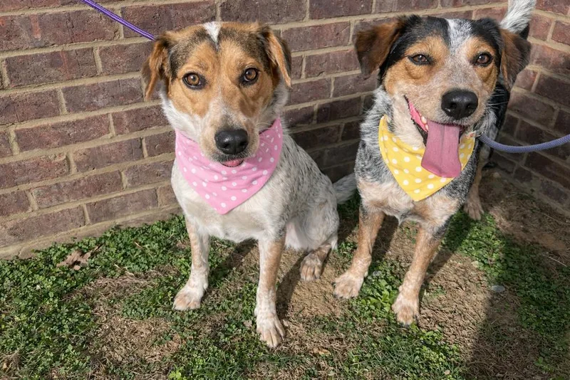 Pearl  Cavatappi thumbnail 5