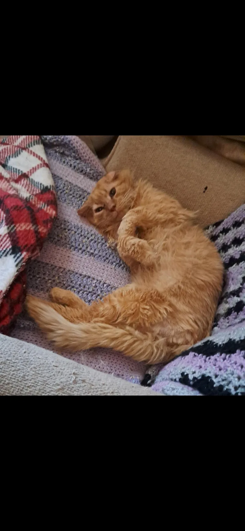 A senior medium-sized male Domestic Long Hair cat named Hootie for adoption in Harrisburg, PA