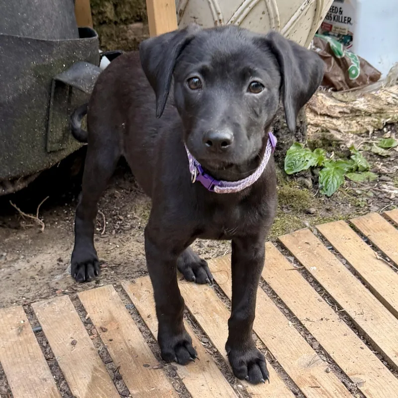A baby medium-sized female Black Mixed Breed dog named Ella RR for adoption in South Portland, ME