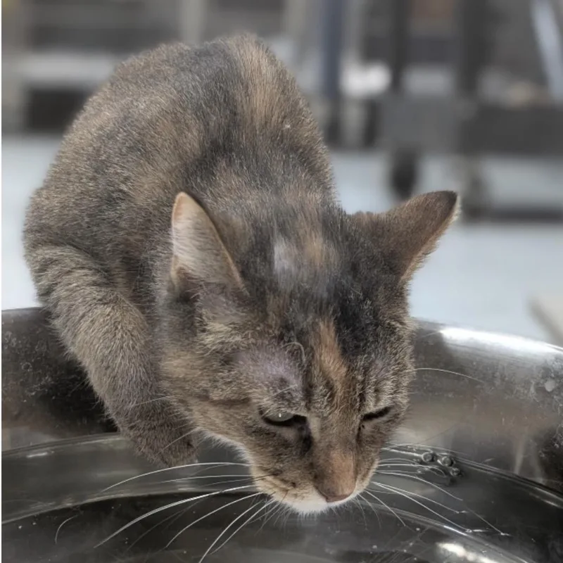 Laverne Rose thumbnail 2