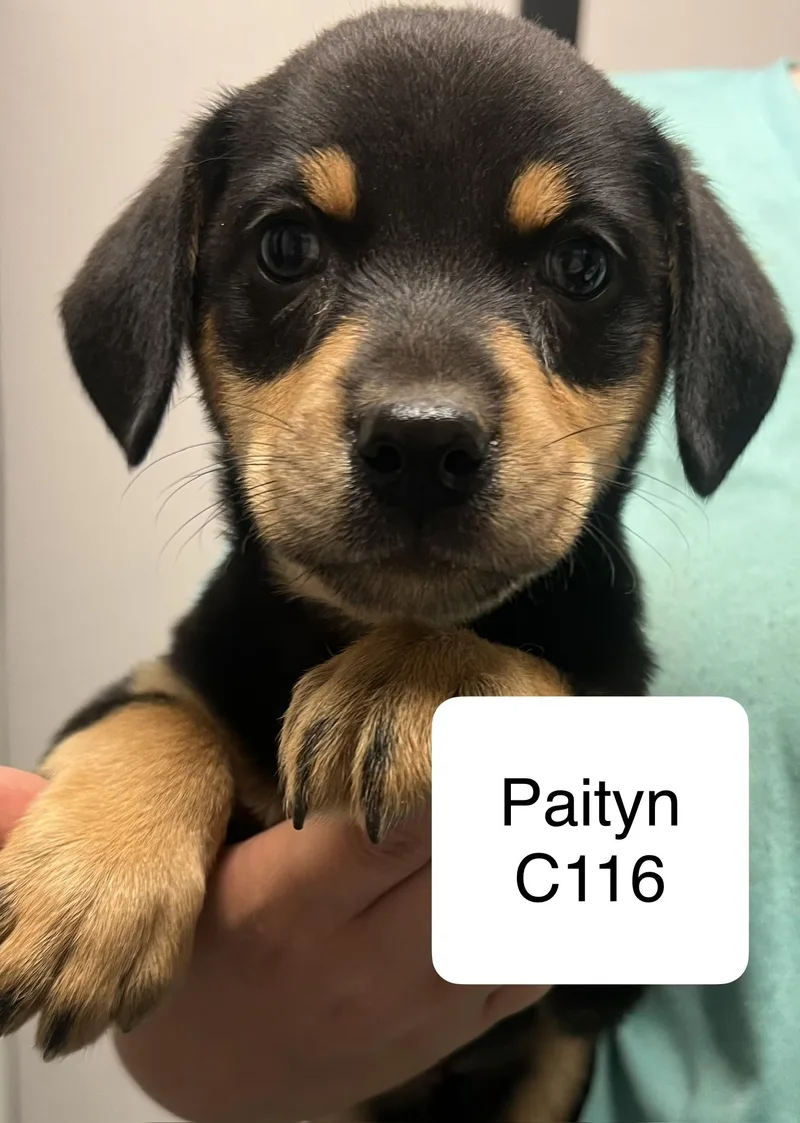 A young small-sized female Black Terrier dog named Paityn C for adoption in Morganton, NC