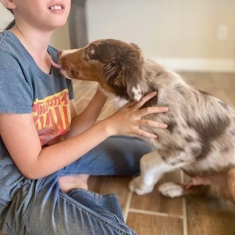 A young medium-sized male Merle (Red) Australian Shepherd dog named Boomerang   month for adoption in Oro Valley, AZ