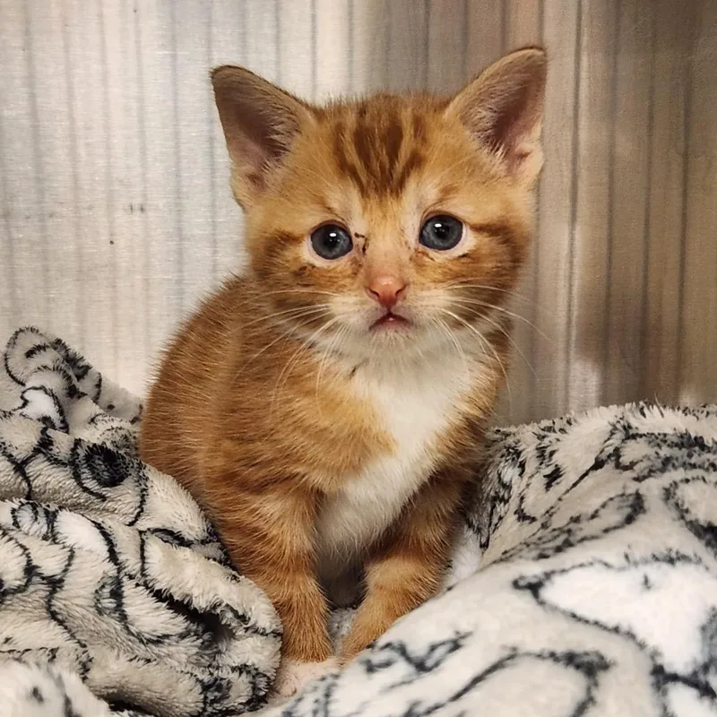 A baby small-sized male Orange / Red Domestic Short Hair cat named Nemo for adoption in Medina, OH