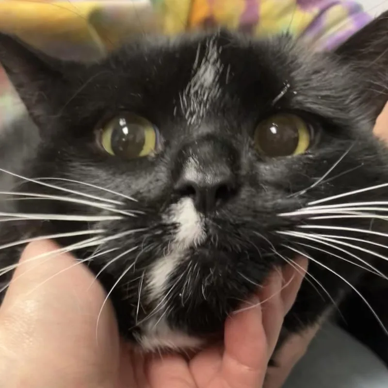 An adult large-sized female Domestic Short Hair cat named Remy for adoption in DeKalb, IL