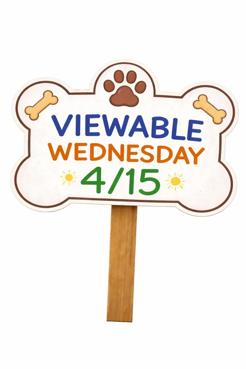 An adult medium-sized male Pit Bull Terrier dog named Radar for adoption in Howes Cave, NY