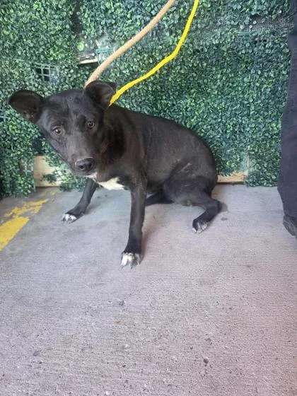 An adult large-sized female Black Shepherd dog named Glory for adoption in El Paso, TX