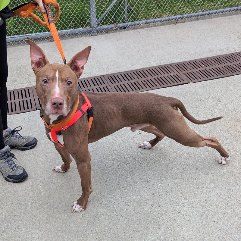 An adult medium-sized male Red / Chestnut / Orange Mixed Breed dog named Dominic for adoption in Stratford, CT