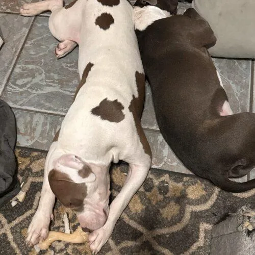 A baby large-sized male Pit Bull Terrier dog named Patches for adoption in Glendale, AZ
