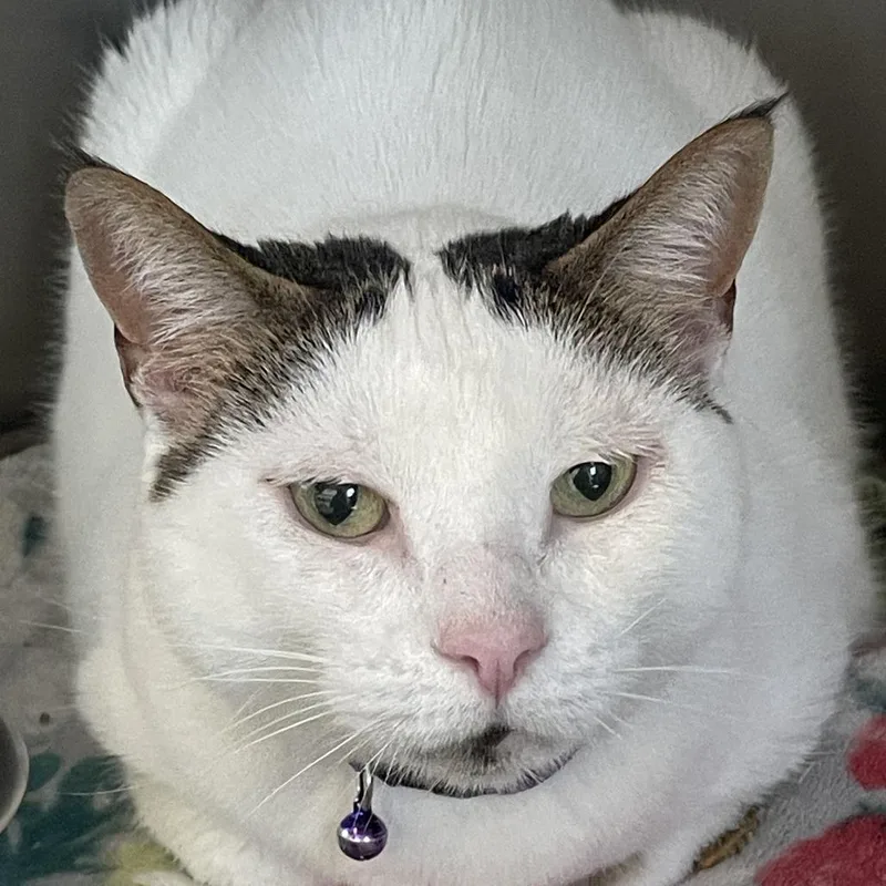 An adult medium-sized female White Domestic Short Hair cat named Kissy Fish Face for adoption in Gloucester, VA