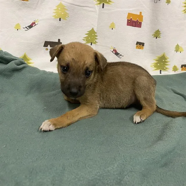 A baby small-sized male German Shepherd Dog dog named A for adoption in Modesto, CA