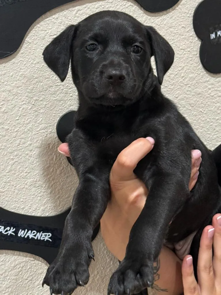 A baby medium-sized female Mixed Breed dog named Jori for adoption in Vacaville, CA