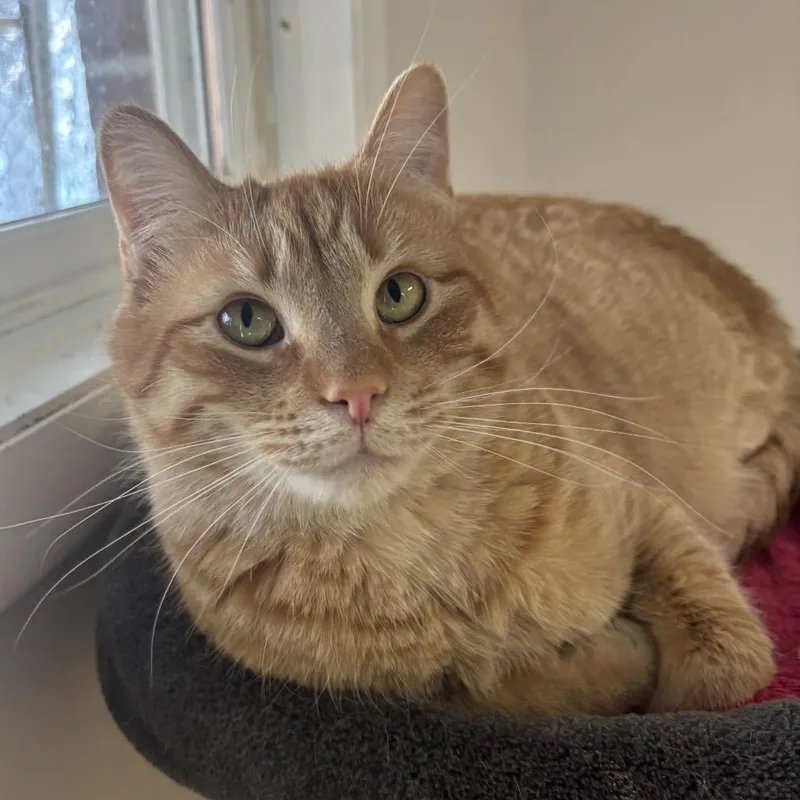 General Tso thumbnail 2