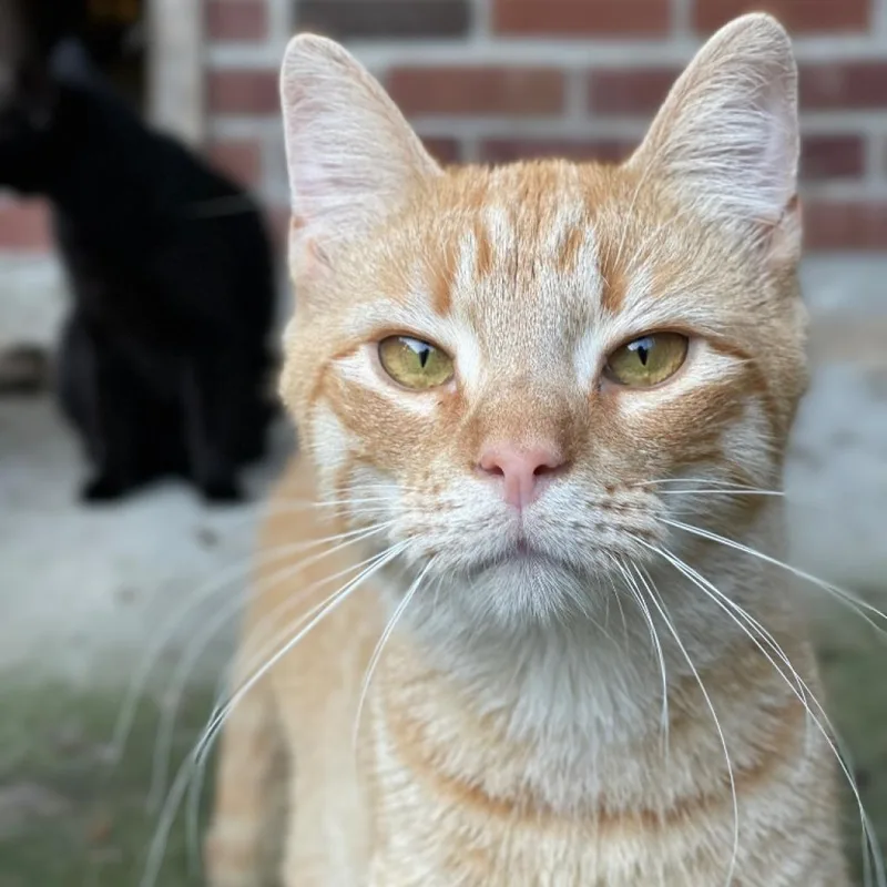 General Tso thumbnail 3