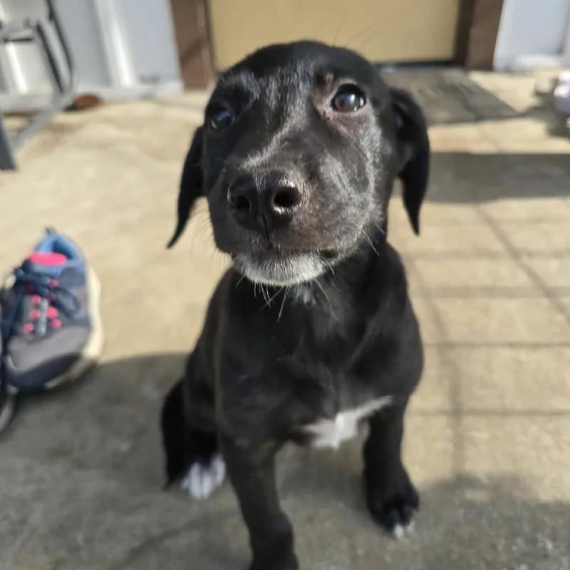 A baby small-sized female Black Mixed Breed dog named Raelynn for adoption in Buffalo, MN