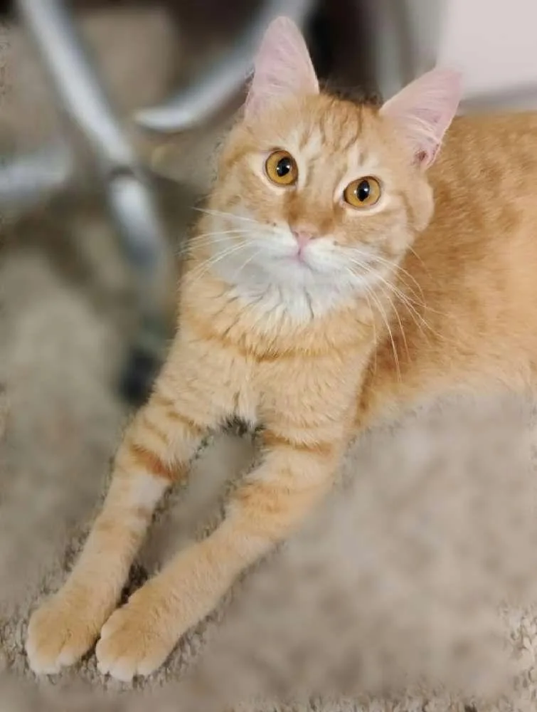 A baby medium-sized male Tabby (Orange / Red) Domestic Short Hair cat named Benito for adoption in Houston, TX