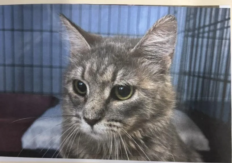 A young medium-sized female Cream / Ivory Domestic Short Hair cat named River for adoption in Ozone Park, NY