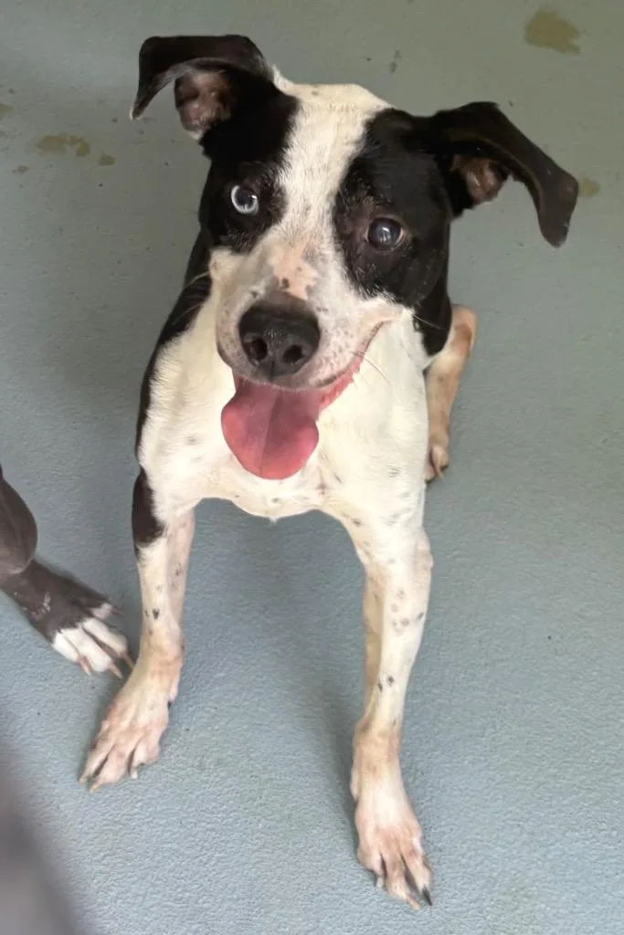 A senior large-sized male Mixed Breed dog named Jack for adoption in Cartersville , GA
