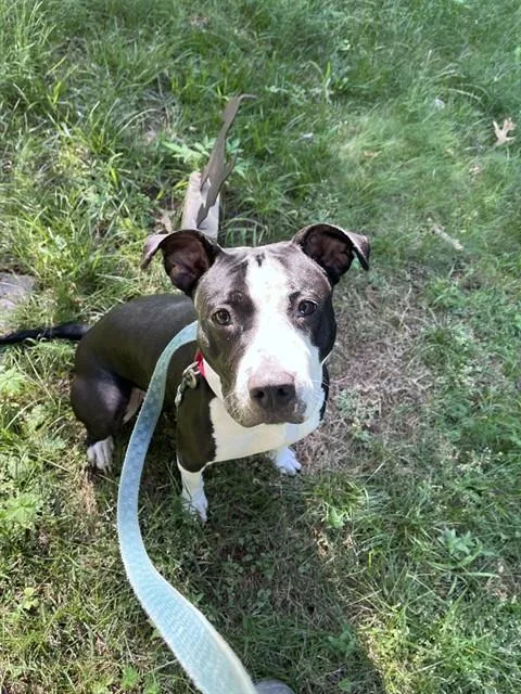 A young medium-sized female Staffordshire Bull Terrier dog named Starlet for adoption in Dedham, MA