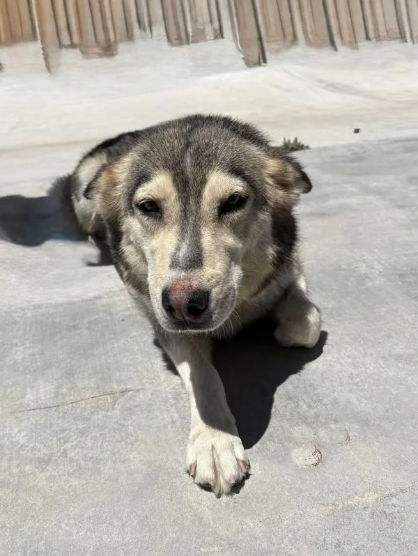 An adult large-sized female Siberian Husky dog named Sobalino for adoption in Victorville, CA