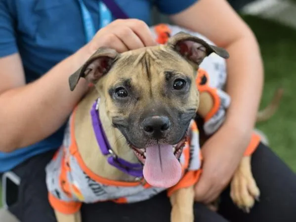 A young small-sized female Mixed Breed dog named Vega for adoption in Ridgewood, NY