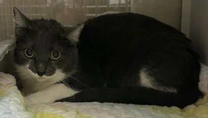 An adult small-sized female Domestic Short Hair cat named Stella Desire for adoption in Phoenix, AZ