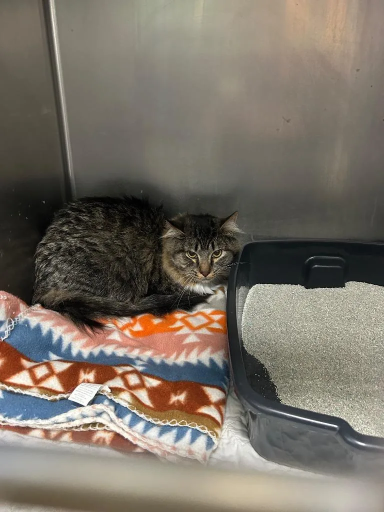 A young large-sized male Domestic Long Hair cat named River for adoption in New Manchester, WV