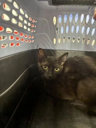 An adult medium-sized female Domestic Short Hair cat named Union for adoption in West Chester, PA