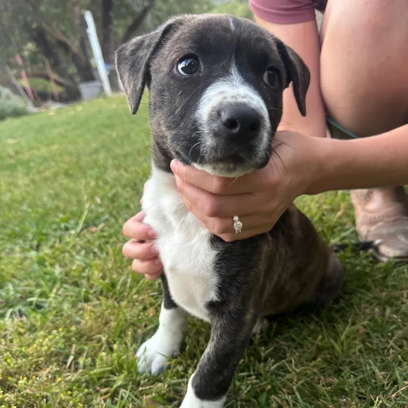 A baby medium-sized male Brindle Mixed Breed dog named Fregley for adoption in Fort Bragg, CA