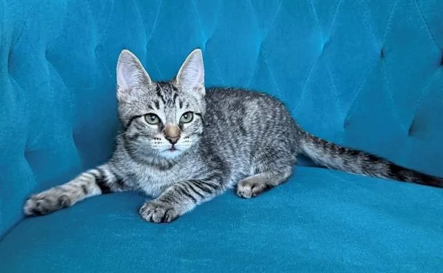 A baby small-sized male Domestic Short Hair cat named Messi for adoption in Tustin, CA