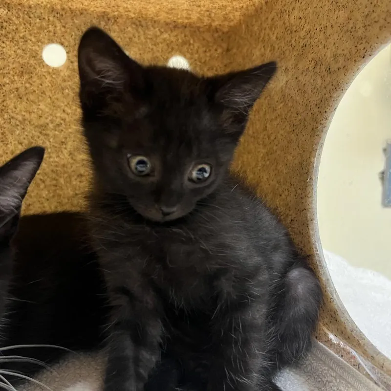 A baby small-sized male Black Domestic Short Hair cat named Chocolate Chip for adoption in Pasadena, CA